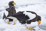 Image. Steller's Sea Eagle