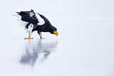 Image. Steller's Sea Eagle