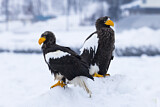 Image. Steller's Sea Eagle