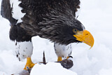 Image. Steller's Sea Eagle