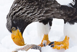 Image. Steller's Sea Eagle