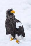 Image. Steller's Sea Eagle