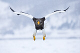 Image. Steller's Sea Eagle