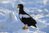 Image. Steller's Sea Eagle