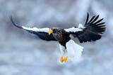Image. Steller's Sea Eagle