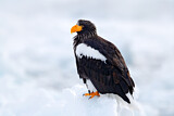 Image. Steller's Sea Eagle