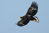 Image. Steller's Sea Eagle