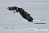 Image. Steller's Sea Eagle