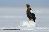 Image. Steller's Sea Eagle