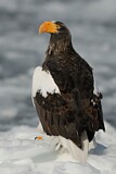 Image. Steller's Sea Eagle