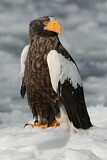 Image. Steller's Sea Eagle