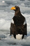 Image. Steller's Sea Eagle