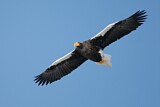 Image. Steller's Sea Eagle