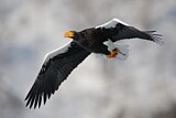 Image. Steller's Sea Eagle