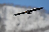 Image. Steller's Sea Eagle