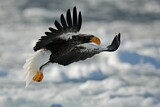 Image. Steller's Sea Eagle
