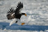 Image. Steller's Sea Eagle