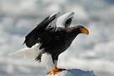 Image. Steller's Sea Eagle