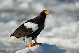 Image. Steller's Sea Eagle