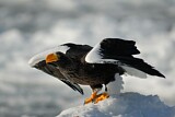 Image. Steller's Sea Eagle