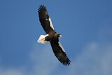 Image. Steller's Sea Eagle