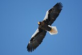 Image. Steller's Sea Eagle