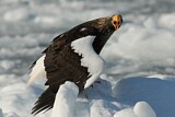 Image. Steller's Sea Eagle