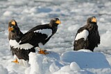 Image. Steller's Sea Eagle