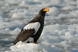 Image. Steller's Sea Eagle
