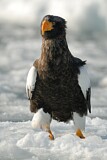 Image. Steller's Sea Eagle