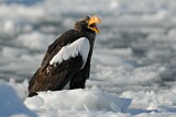 Image. Steller's Sea Eagle