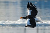 Image. Steller's Sea Eagle