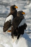 Image. Steller's Sea Eagle