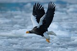 Image. Steller's Sea Eagle