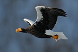 Image. Steller's Sea Eagle