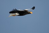 Image. Steller's Sea Eagle