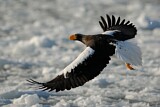 Image. Steller's Sea Eagle