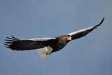 Image. Steller's Sea Eagle