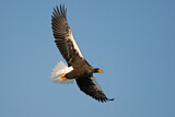 Image. Steller's Sea Eagle