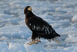 Image. Steller's Sea Eagle