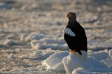 Image. Steller's Sea Eagle