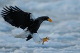 Image. Steller's Sea Eagle