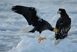 Image. Steller's Sea Eagle