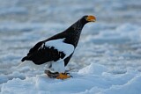 Image. Steller's Sea Eagle
