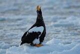 Image. Steller's Sea Eagle