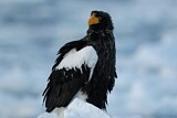 Image. Steller's Sea Eagle