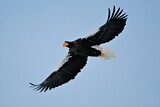 Image. Steller's Sea Eagle