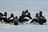 Image. Steller's Sea Eagle