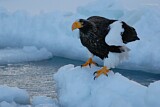 Image. Steller's Sea Eagle