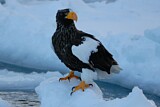Image. Steller's Sea Eagle